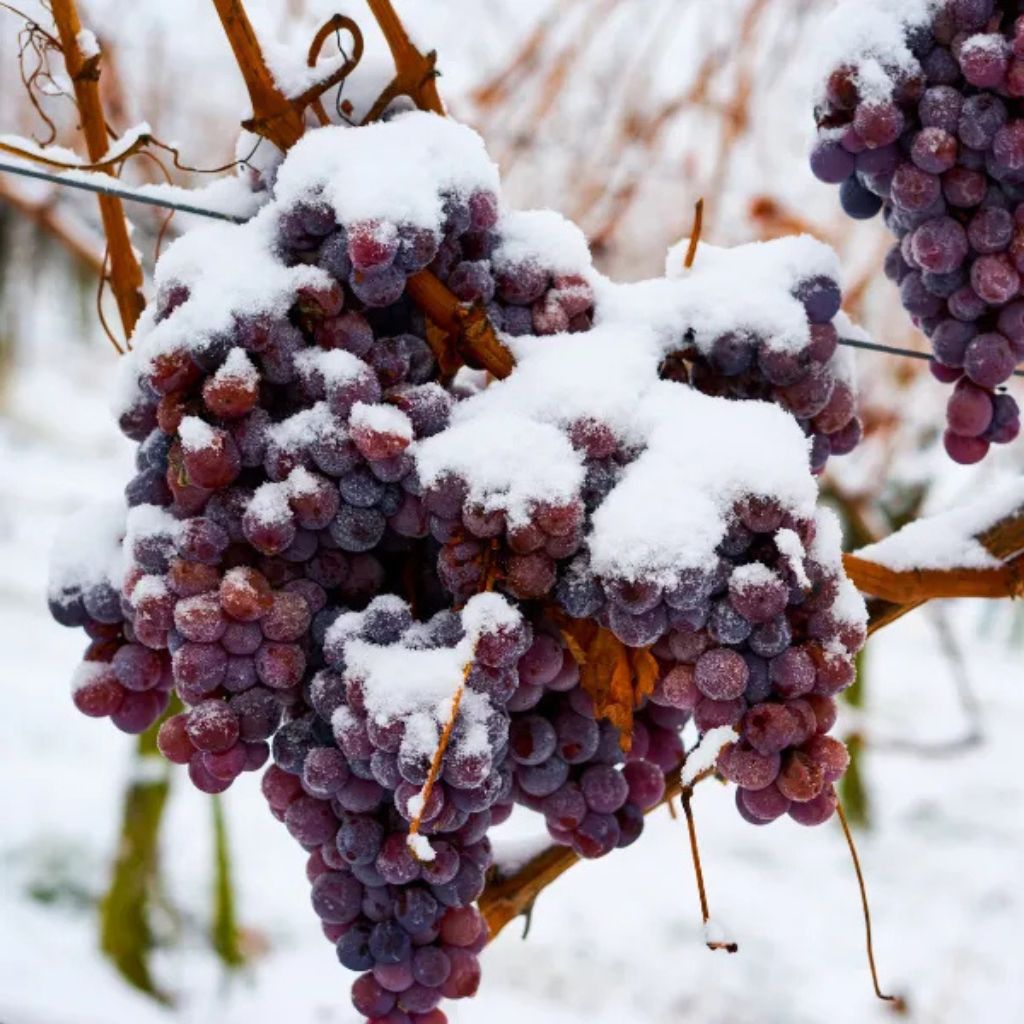 Ice Wine